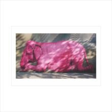 atvirukas-rozinis-dramblys atvirukas rožinis dramblys